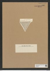 Triceratium secernendum A. Schm. (de-Toni-Nr.: Genus 140, Species 3879) Zeichnungen Sammlung Grunow Nr. 7367 (NHMW-BOT-W0376427)